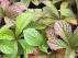 Rodgersia 'Bronze Peacock' Schout-bij-nacht