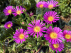 Delosperma cooperi Delmara 'Pink' 