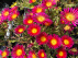 Delosperma cooperi Delmara 'Fuchsia' 