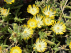 Delosperma cooperi 'Ice Cream Yellow' Gele Middagbloem