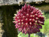 Allium 'Red Mohican' 