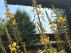 Medicus, Bulbine frutescens Gele kattenstaart