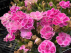 Dianthus caryophyllus 'Fancy Lilac' 