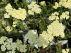 Achillea 'Crème de la Crème' Crème Duizendblad
