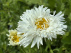 Leucanthemum (S) 'Laspider' 
