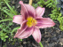 Hemerocallis 'Unchartered Waters' Paarse Daglelie