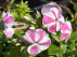 Phlox paniculata Bambini® Candy Crush 