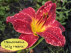 Hemerocallis 'Jolly Hearts' Rode Daglelie