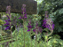 Lobelia 'Hadspen Purple' Prachtlobelia