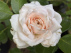 Rosa  Roze Sruikroos, Trosroos