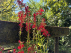 Lobelia cardinalis Waterlobelia