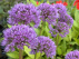 Allium 'Millenium' Paarse Sierui, Sierlook