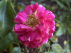 Rosa 'Noafeuer' (Heidefeuer) 