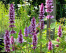 Agastache 'Beelicious Pink' 
