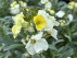 Erysimum 'Lemon Glow' Zachtgele Steenraket, Muurbloem