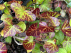 Hedera hibernica 'Arbori Compact' Struikklimop