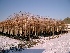 Platanus hispanica (Leiplataan) Plataan