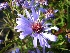 Aster 'Lady in Blue' Dwergherfstaster
