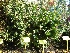 Carpinus betulus (Haagbeukheg) Haagbeuk