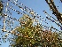 Tilia europaea 'Pallida' (Leilinde)(Vollegrond) Leilinde