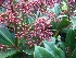 Skimmia japonica 'Rubella' Skimmia