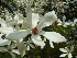 Magnolia kobus Beverboom, Valse Tulpenboom
