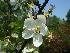 Malus 'Red Sentinel' Sierappel