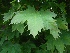 Acer platanoides 'Globosum' Bolesdoorn, Noorse Esdoorn
