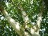 Betula utilis 'Doorenbos' (syn. Betula jacquemontii) Zuiver Witte Berk, Zilverberk