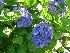 Hydrangea macrophylla 'Bodensee' Hortensia