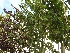 Pyrus calleryana 'Chanticleer' (Leisierpeer) Sierpeer