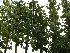 Tilia europaea 'Pallida' (Leilinde)(pot) LeiLinde