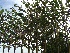 Tilia europaea 'Pallida' (Leilinde)(pot) LeiLinde