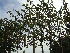 Tilia europaea 'Pallida' (Leilinde)(pot) LeiLinde