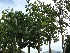 Tilia europaea 'Pallida' (Leilinde)(pot) LeiLinde