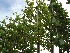 Tilia europaea 'Pallida' (Leilinde)(pot) Linde