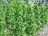Thuja occidentalis 'Brabant' Westerse Levensboom