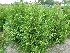 Thuja occidentalis 'Frieslandia' Westerse Levensboom