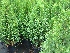 Thuja occidentalis 'Smaragd' Westerse Levensboom