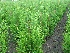 Thuja plicata 'Atrovirens' Levensboom