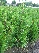 Thuja plicata 'Atrovirens' Levensboom