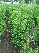 Thuja plicata 'Excelsa' Levensboom