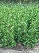 Thuja plicata 'Gelderland' Levensboom