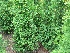 Thuja plicata Reuzenlevensboom