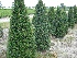 Taxus baccata Taxusheg, venijnboom