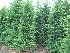 Taxus baccata Taxusheg, venijnboom