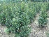 Taxus media 'Hicksii' Taxusheg, venijnboom