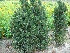 Taxus media 'Hicksii' Taxusheg, venijnboom