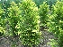 Chamaecyparis lawsoniana 'Stardust' Schijncypres