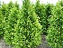 Chamaecyparis lawsoniana 'Stardust' Schijncypres
